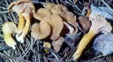 Cantharellus ignicolor image