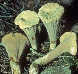 Clavariadelphus truncatus image
