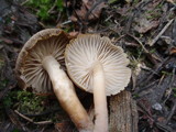 Mycena overholtsii image