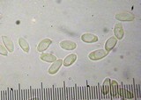 Clitocybe fragrans image