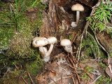 Mycena overholtsii image