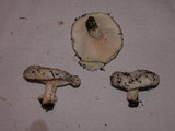 Lactarius resimus image