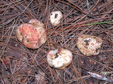 Rhizopogon rubescens image