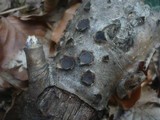 Biscogniauxia marginata image