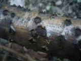 Biscogniauxia marginata image