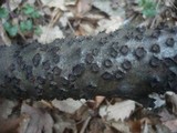 Biscogniauxia marginata image