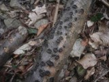 Biscogniauxia marginata image