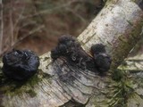 Daldinia petriniae image