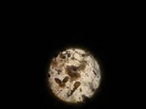 Daldinia petriniae image