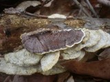 Gloeoporus dichrous image