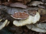 Gloeoporus dichrous image