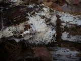 Fibulomyces mutabilis image