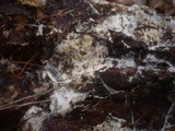 Fibulomyces mutabilis image