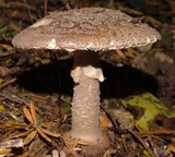 Amanita karea image