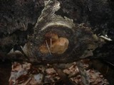 Phellinus tremulae image