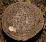 Amanita karea image