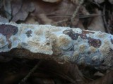 Hyphodontia radula image