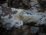 Hyphodontia radula image