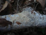 Hyphodontia radula image