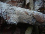 Hyphodontia radula image