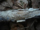 Hyphodontia radula image