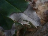Trochila ilicina image