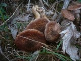 Armillaria solidipes image