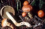 Pholiota astragalina image