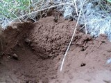 Lycoperdon utriforme image
