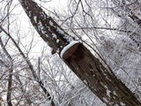Phellinus robiniae image