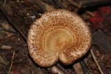 Lactarius speciosus image