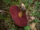 Boletus erythropus image