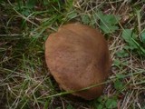 Boletus erythropus image