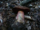 Boletus erythropus image