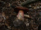 Boletus erythropus image