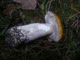 Boletus fulvomaculatus image