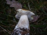 Boletus fulvomaculatus image
