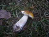 Boletus fulvomaculatus image