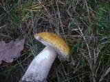 Boletus fulvomaculatus image