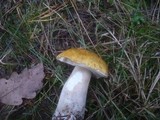 Boletus fulvomaculatus image