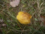 Boletus fulvomaculatus image