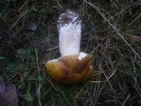 Boletus fulvomaculatus image
