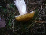 Boletus fulvomaculatus image