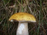 Boletus fulvomaculatus image