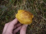 Boletus fulvomaculatus image
