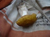 Boletus fulvomaculatus image