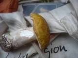 Boletus fulvomaculatus image