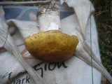 Boletus fulvomaculatus image