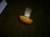 Boletus fulvomaculatus image