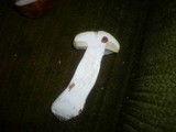 Boletus fulvomaculatus image
